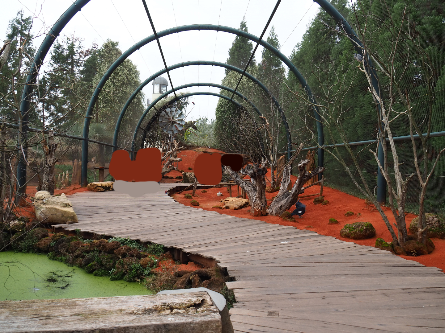 Australian walk-through aviary, 2019-10-04