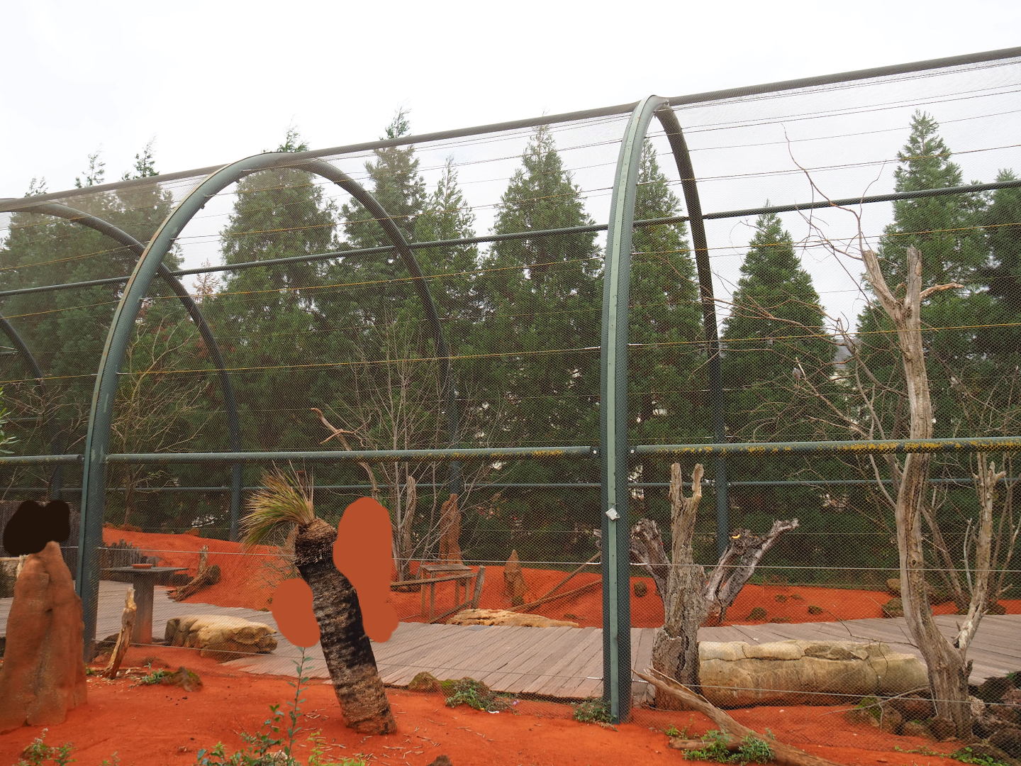 Australian walk-through aviary, 2019-10-04