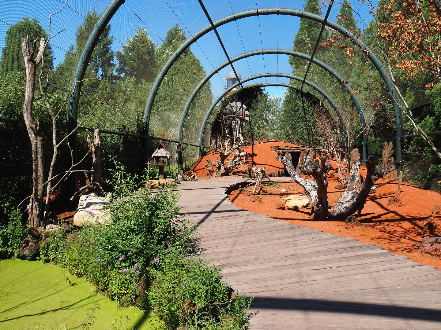 Australian walk-through aviary, 2022-06-28