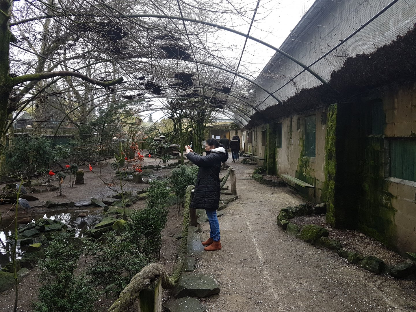 " Australian" Walk-through aviary