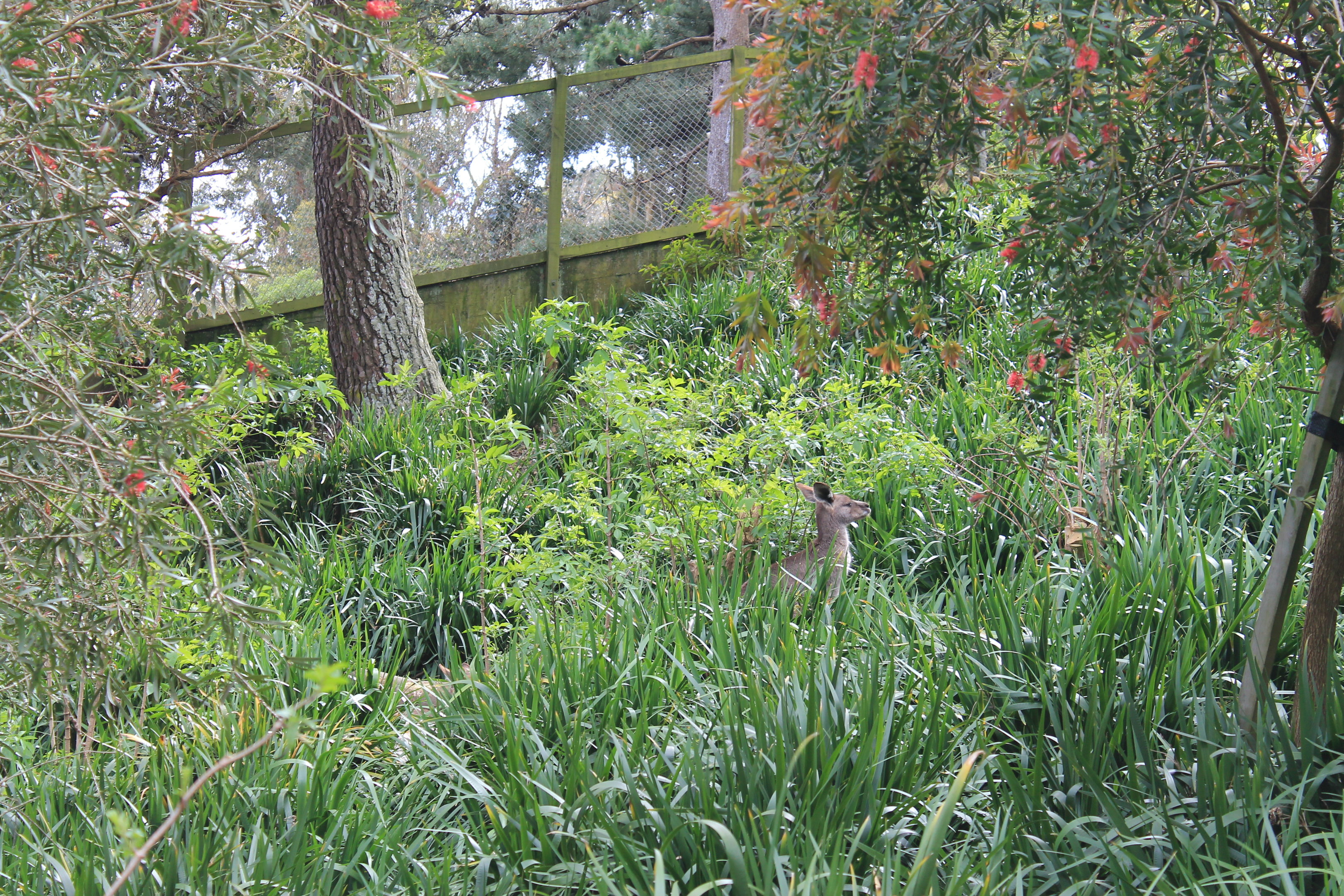 Australian walk-through enclosure