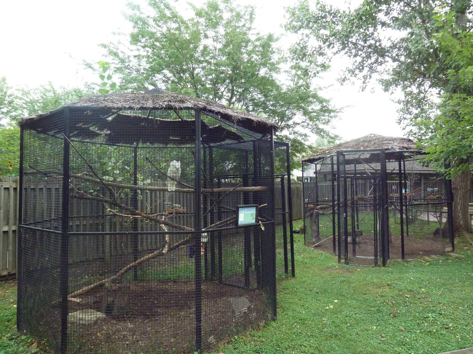 Australian Walk-Through Yard - 3 Bird Species