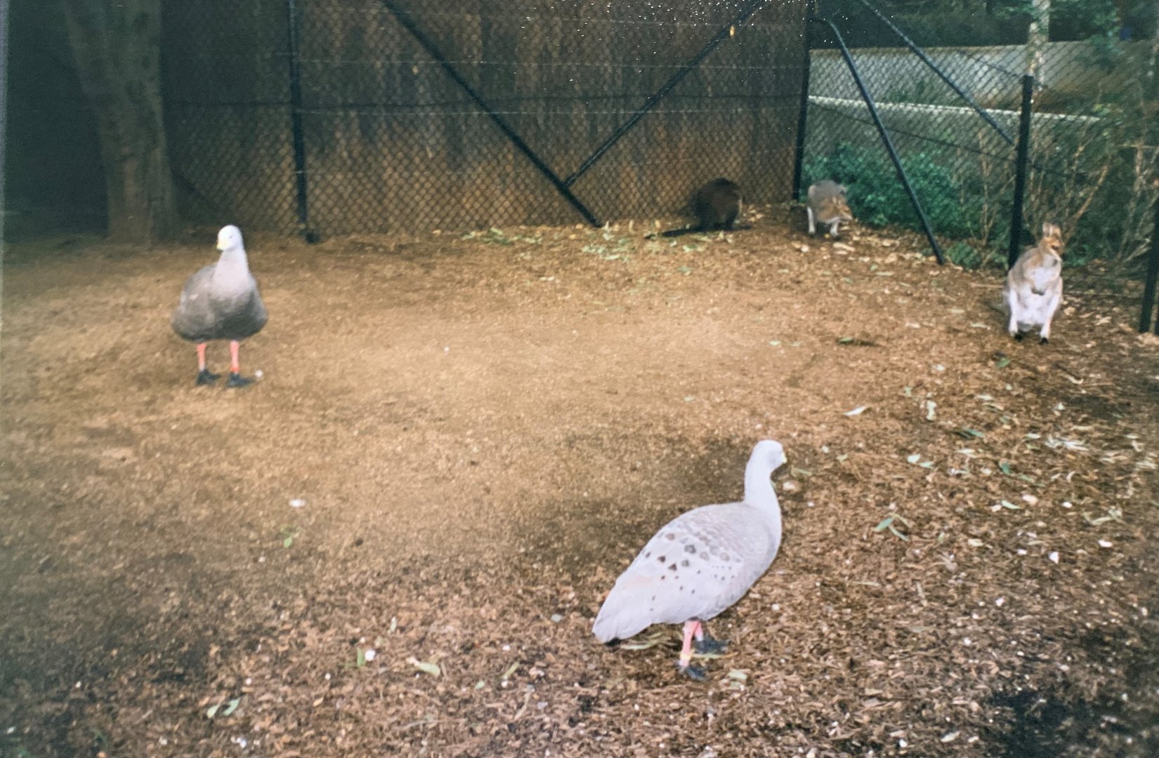 Australian Walkabout (1996)