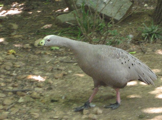 Australian Walkabout-Cape Barren Goose