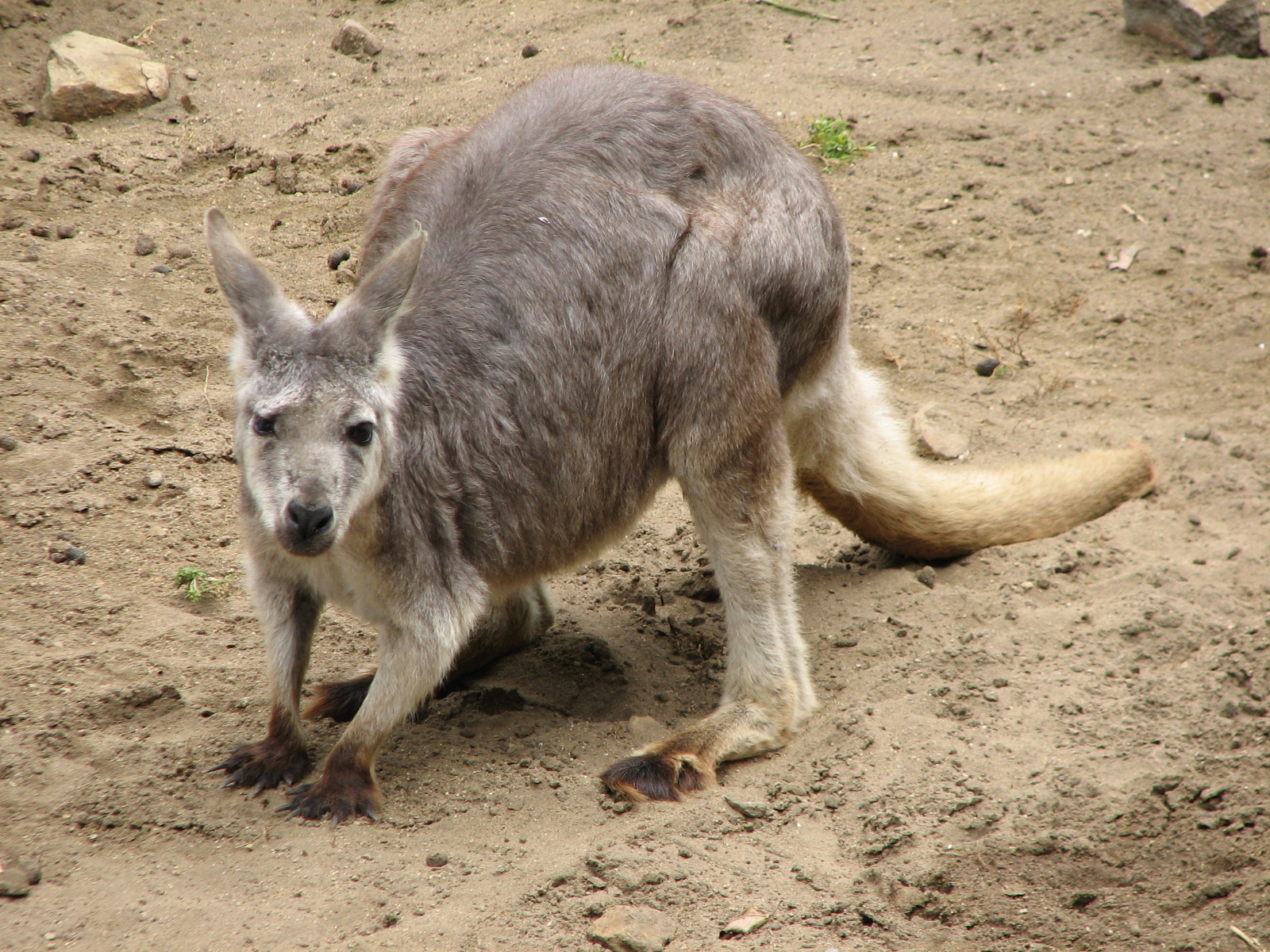 Australian Walkabout - Common Wallaroo