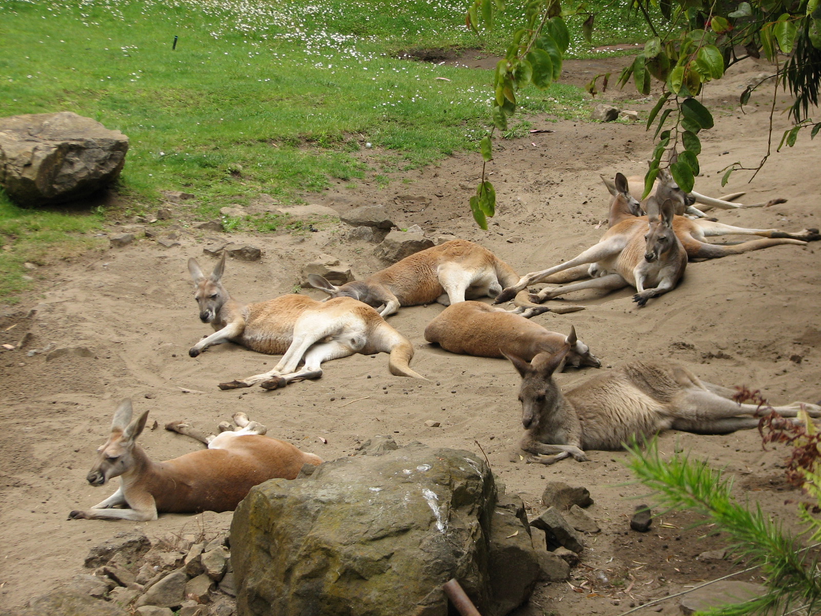Australian Walkabout - Kangaroos