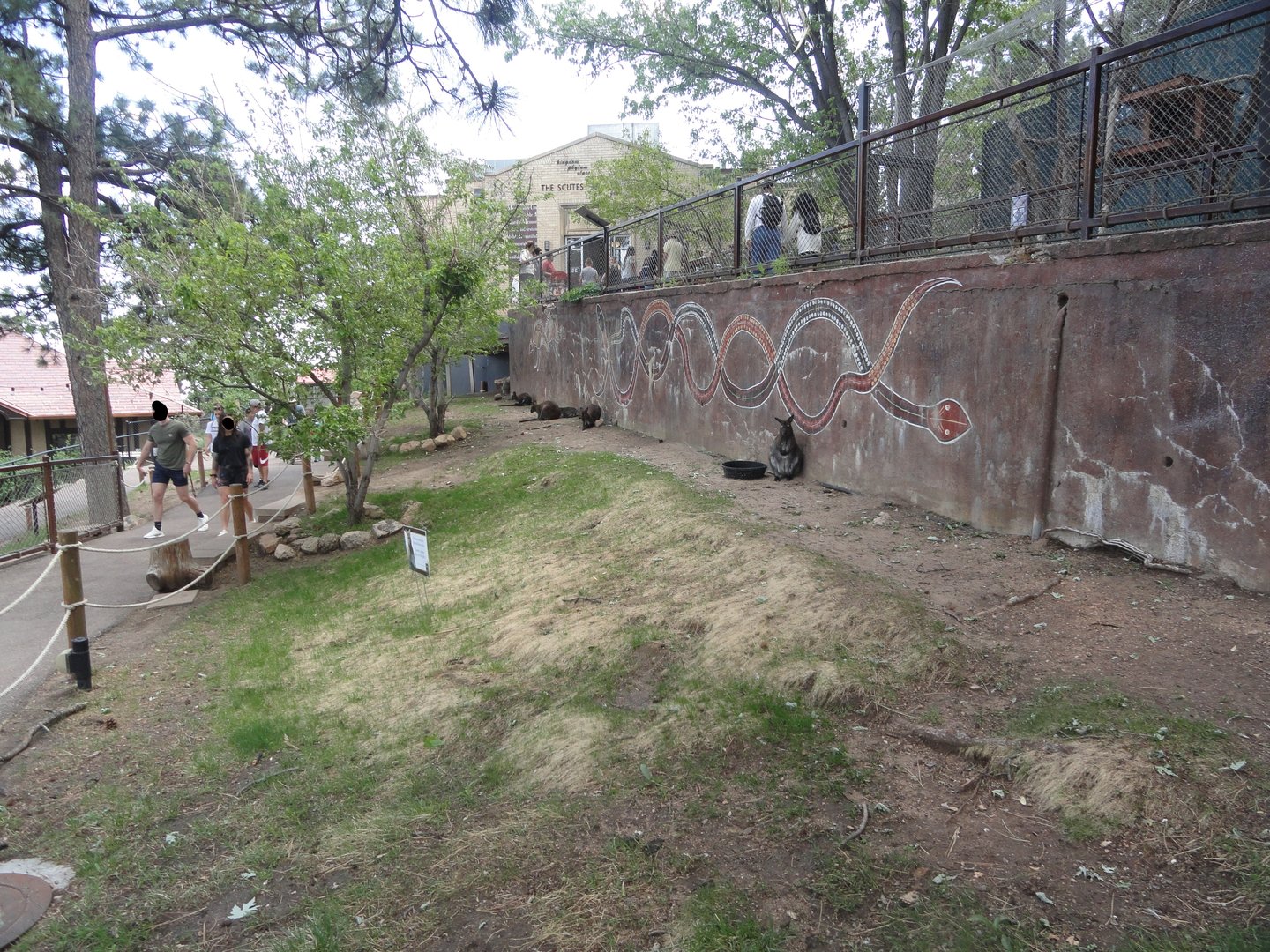 Australian Walkabout - Red Necked Wallaby