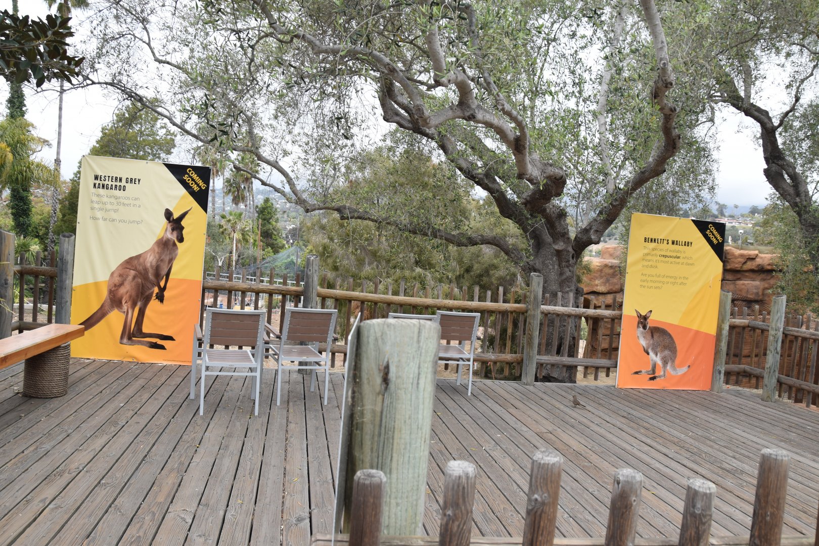 Australian walkabout upcoming animals