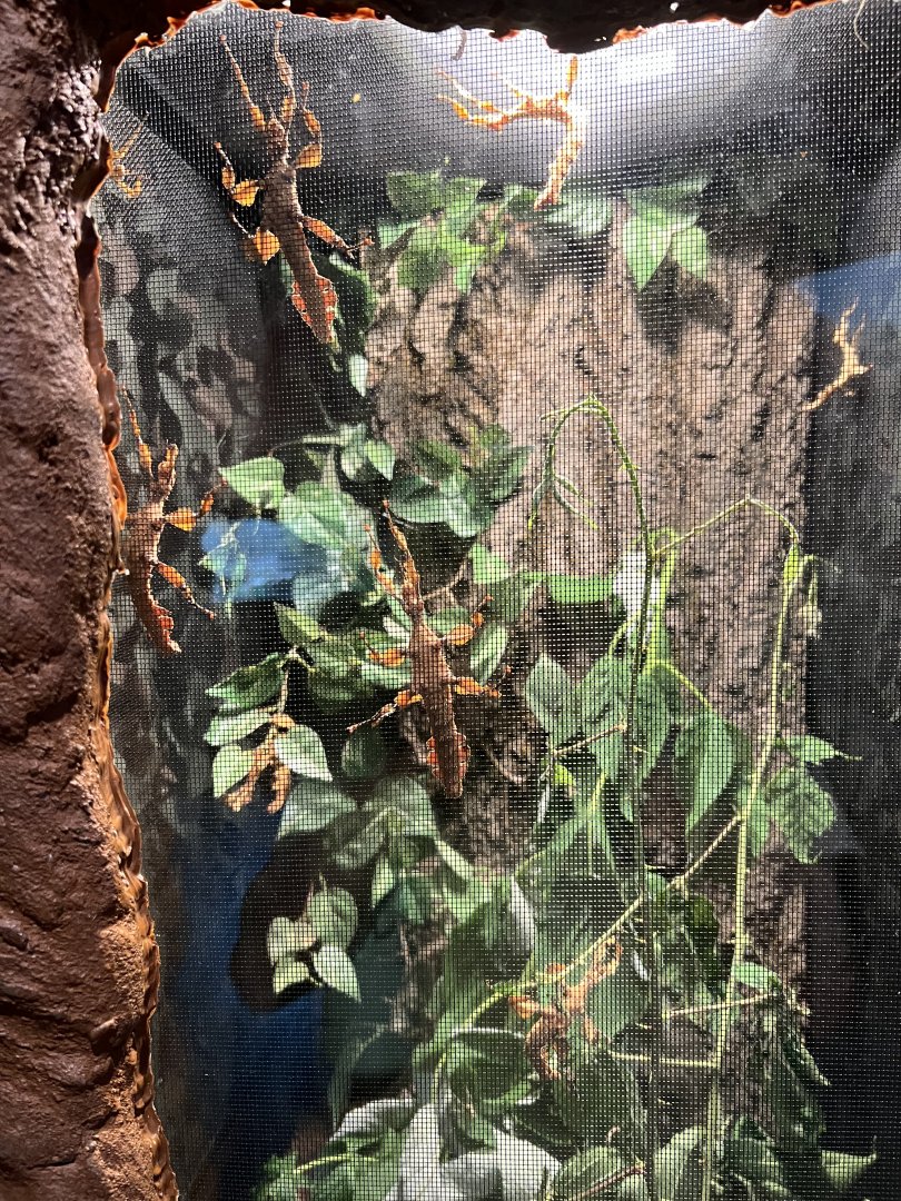 Australian Walking Sticks