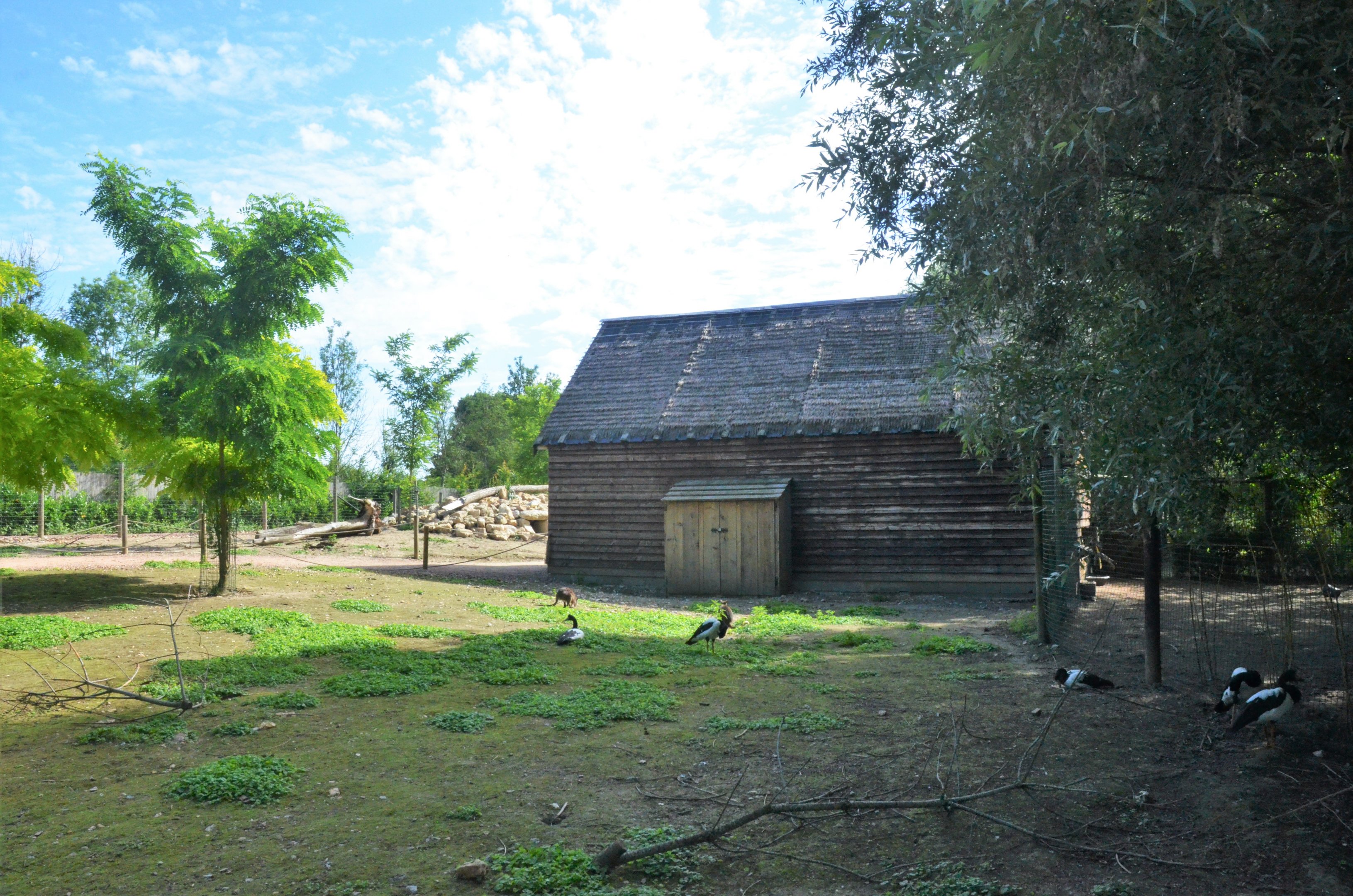 Australian Walkthough (Parma and Red-necked Wallabies, Magpie Geese) at Biotropica, 16/06/18