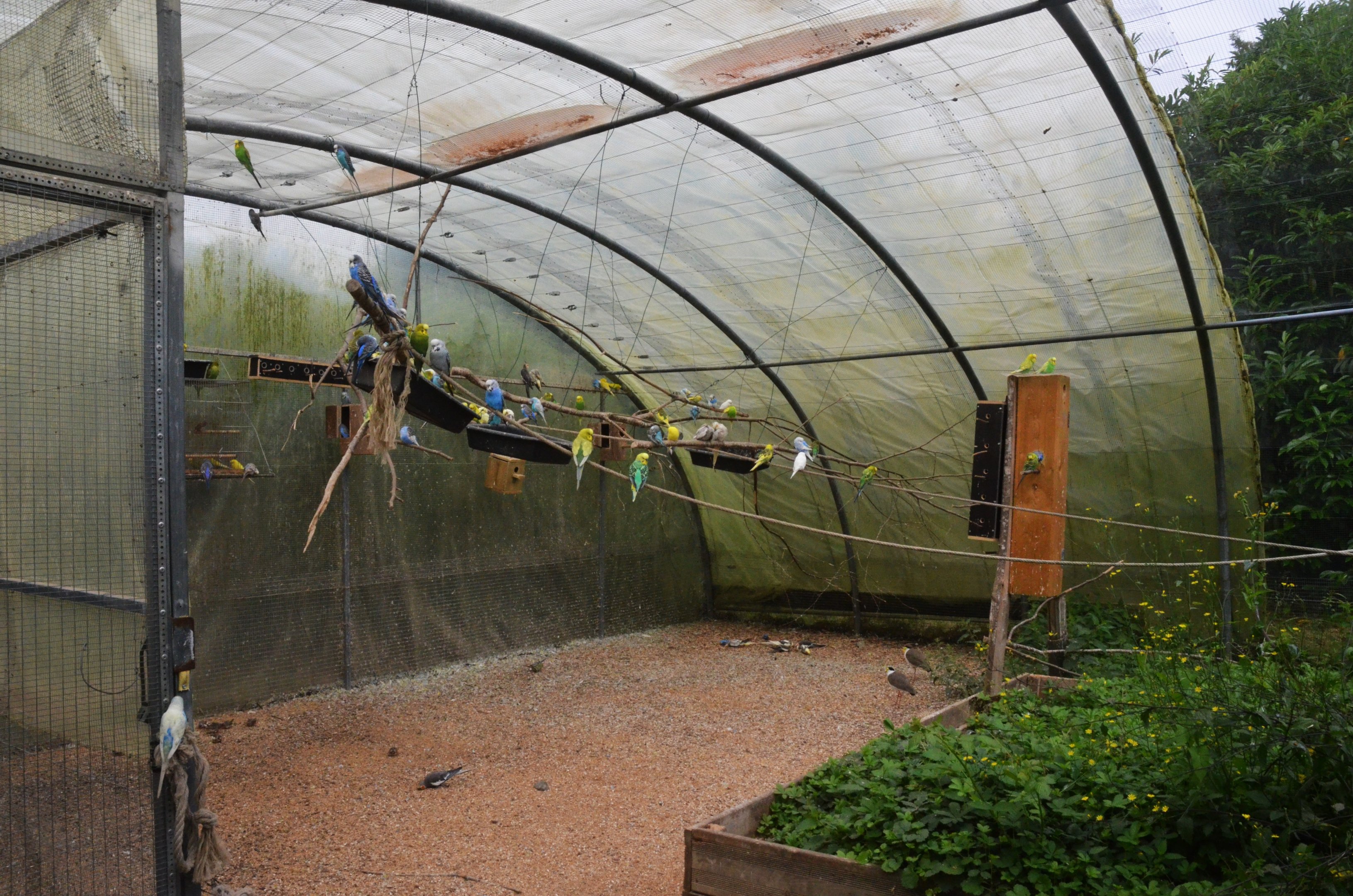 Australian Walkthrough Aviary at Spaycific'Zoo, 13/06/18