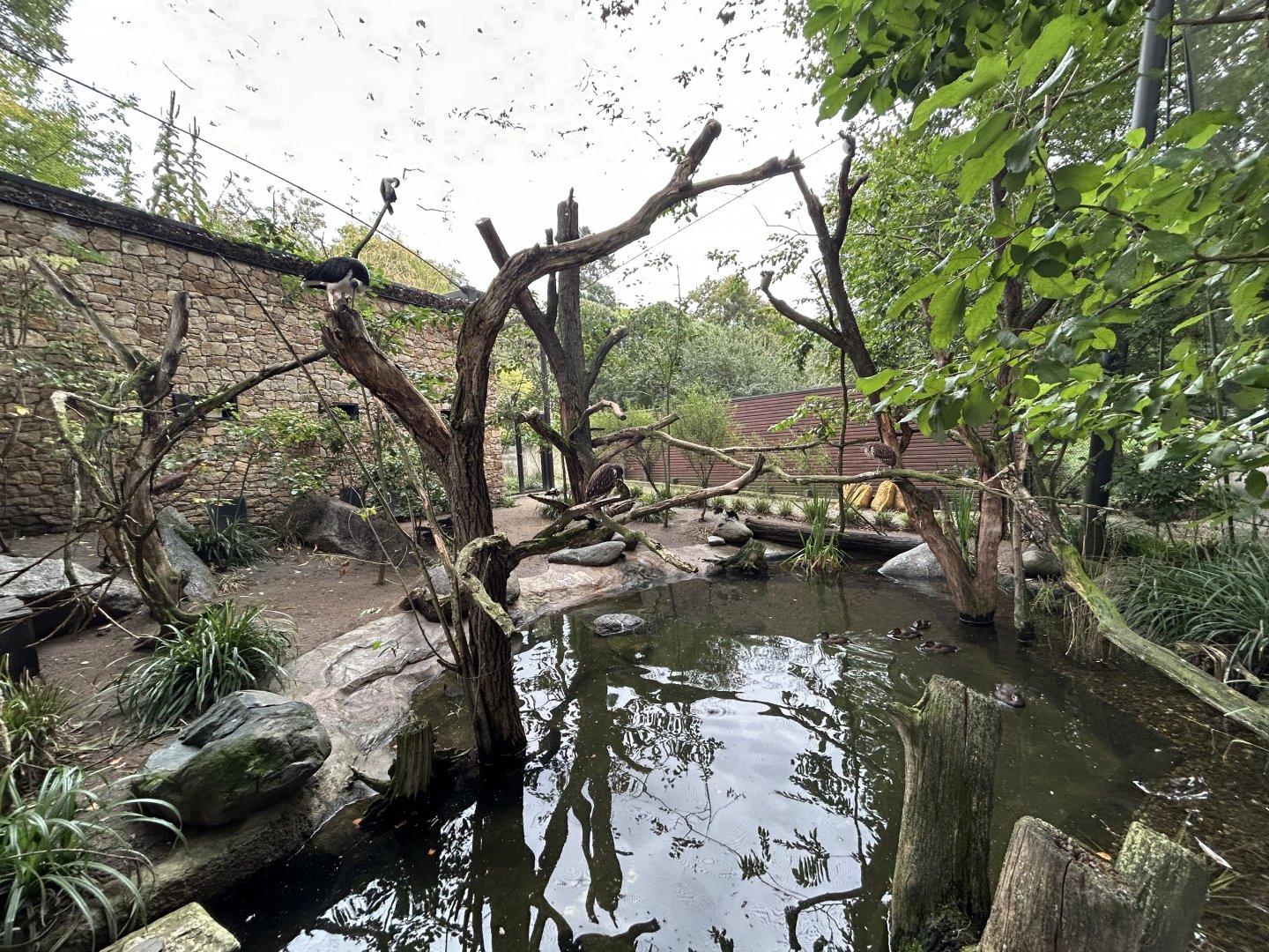 Australian Walkthrough Aviary - Darwin Crater