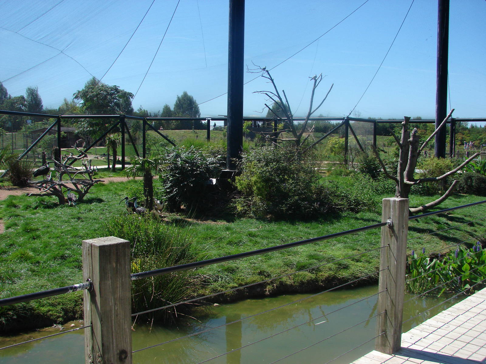 Australian walkthrough aviary