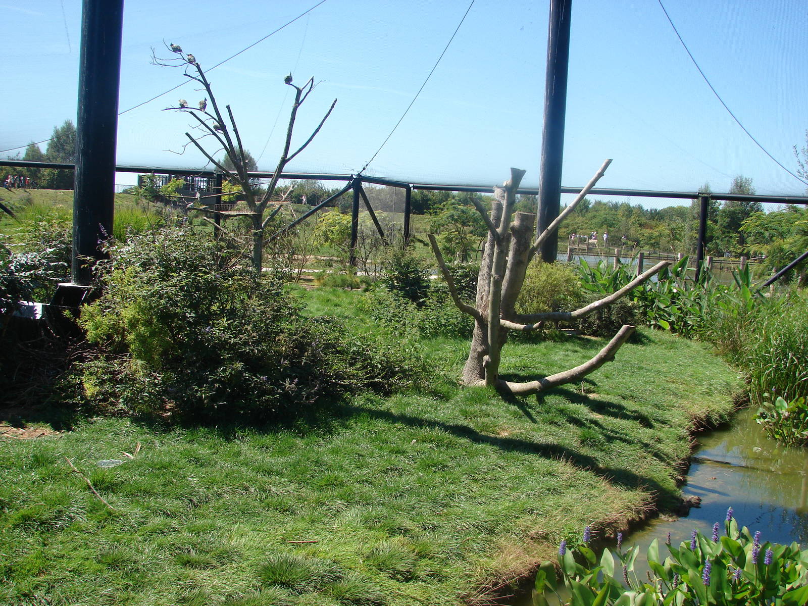Australian walkthrough aviary