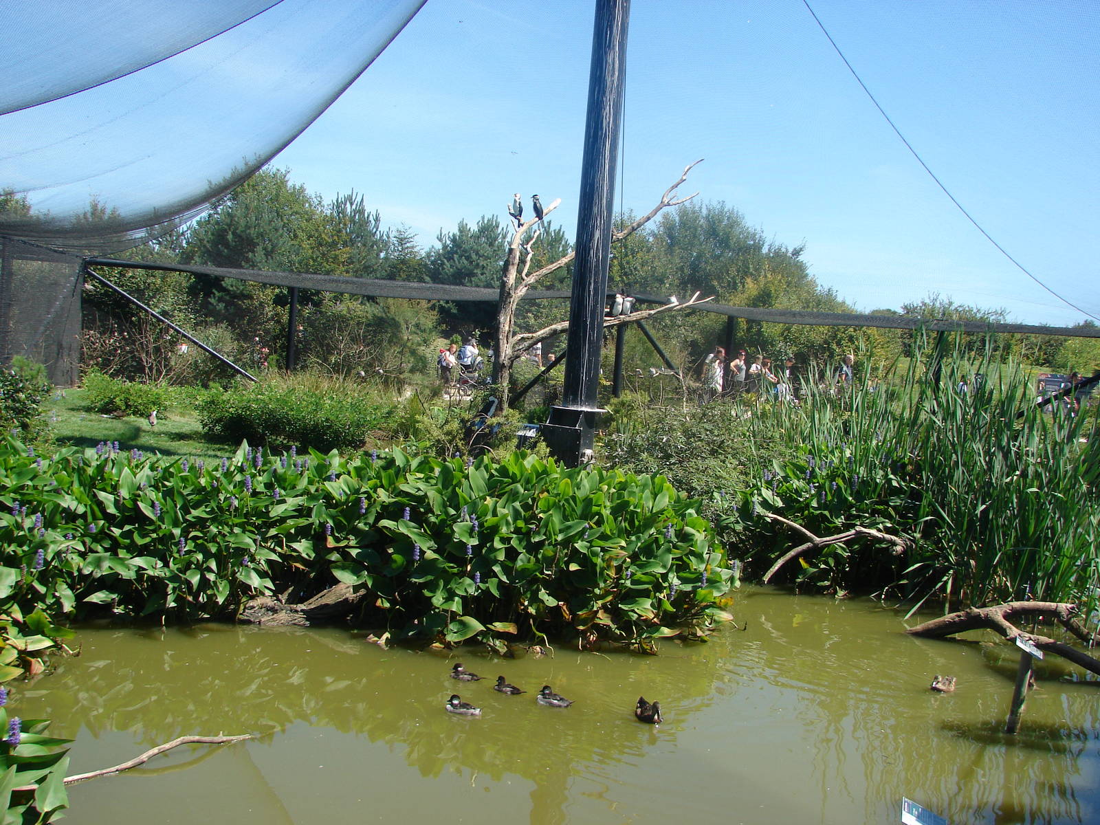 Australian walkthrough aviary