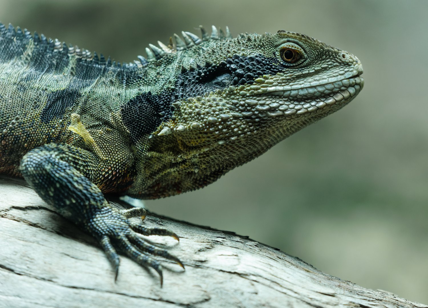 Australian Water Dragon / 14-3-22 / Hamerton
