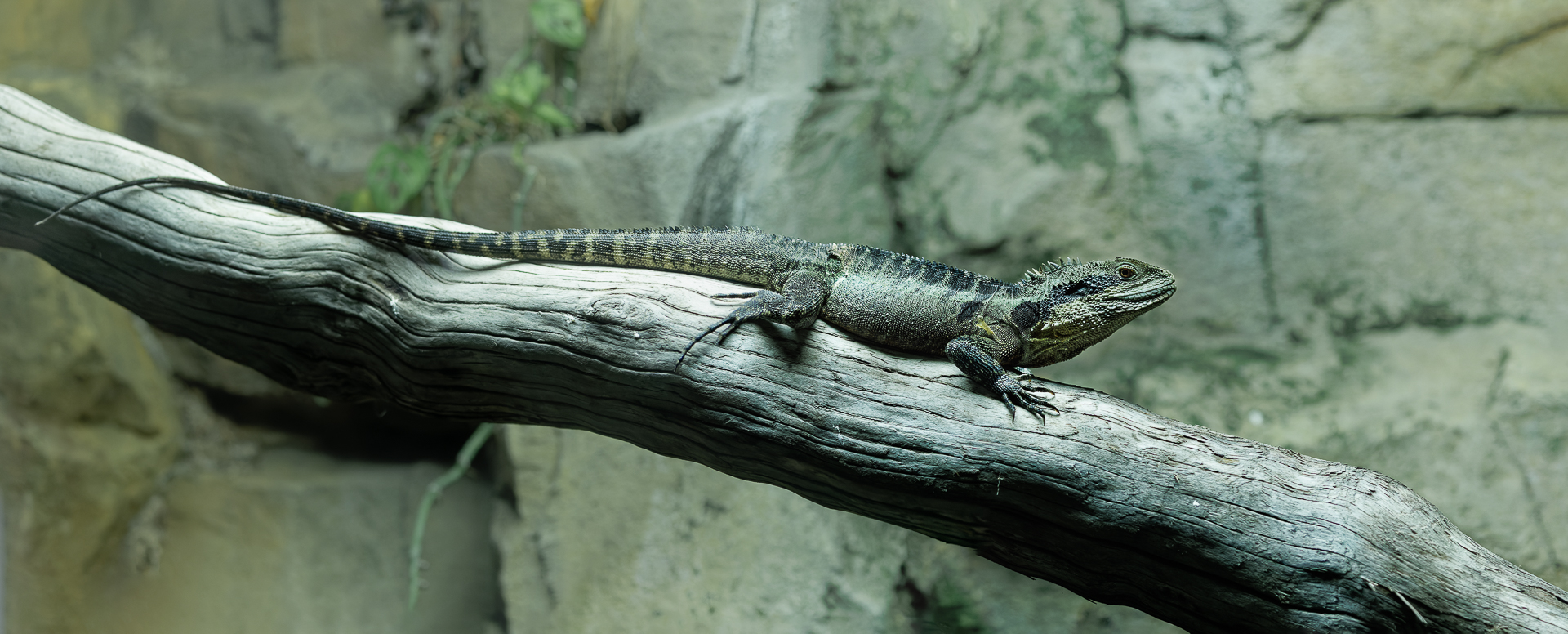 Australian Water Dragon / 14-3-22 / Hamerton
