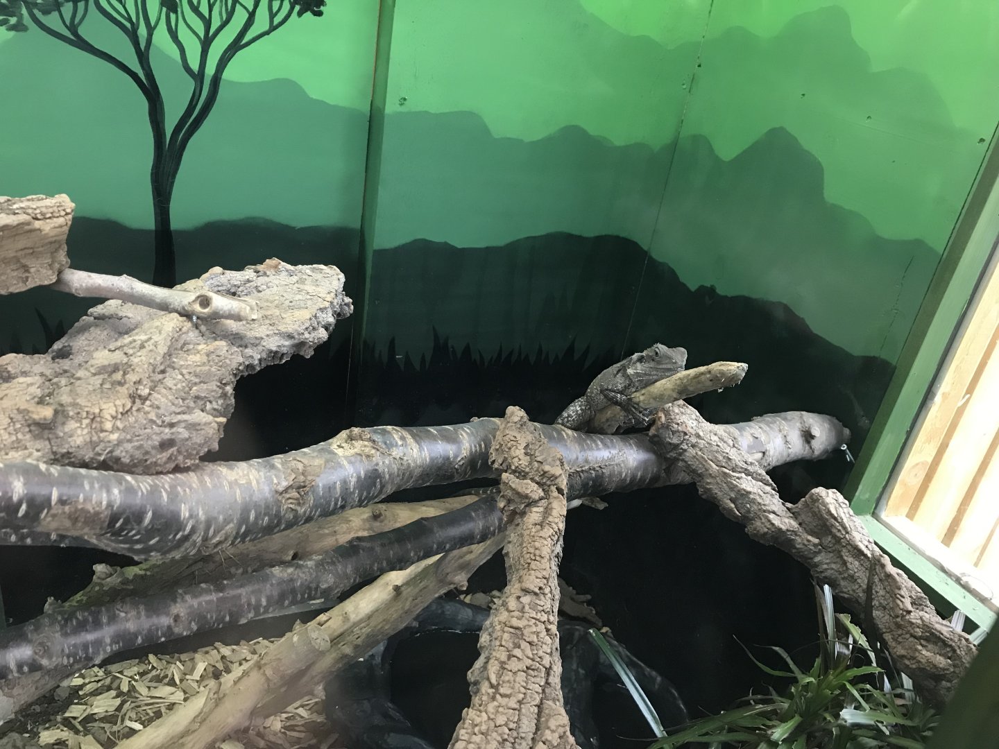 Australian water dragon 241118