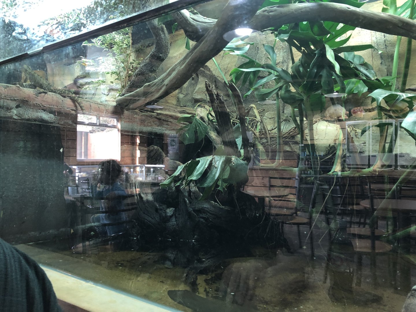 Australian Water Dragon Enclosure at Hamerton Zoo Park (October 2023)