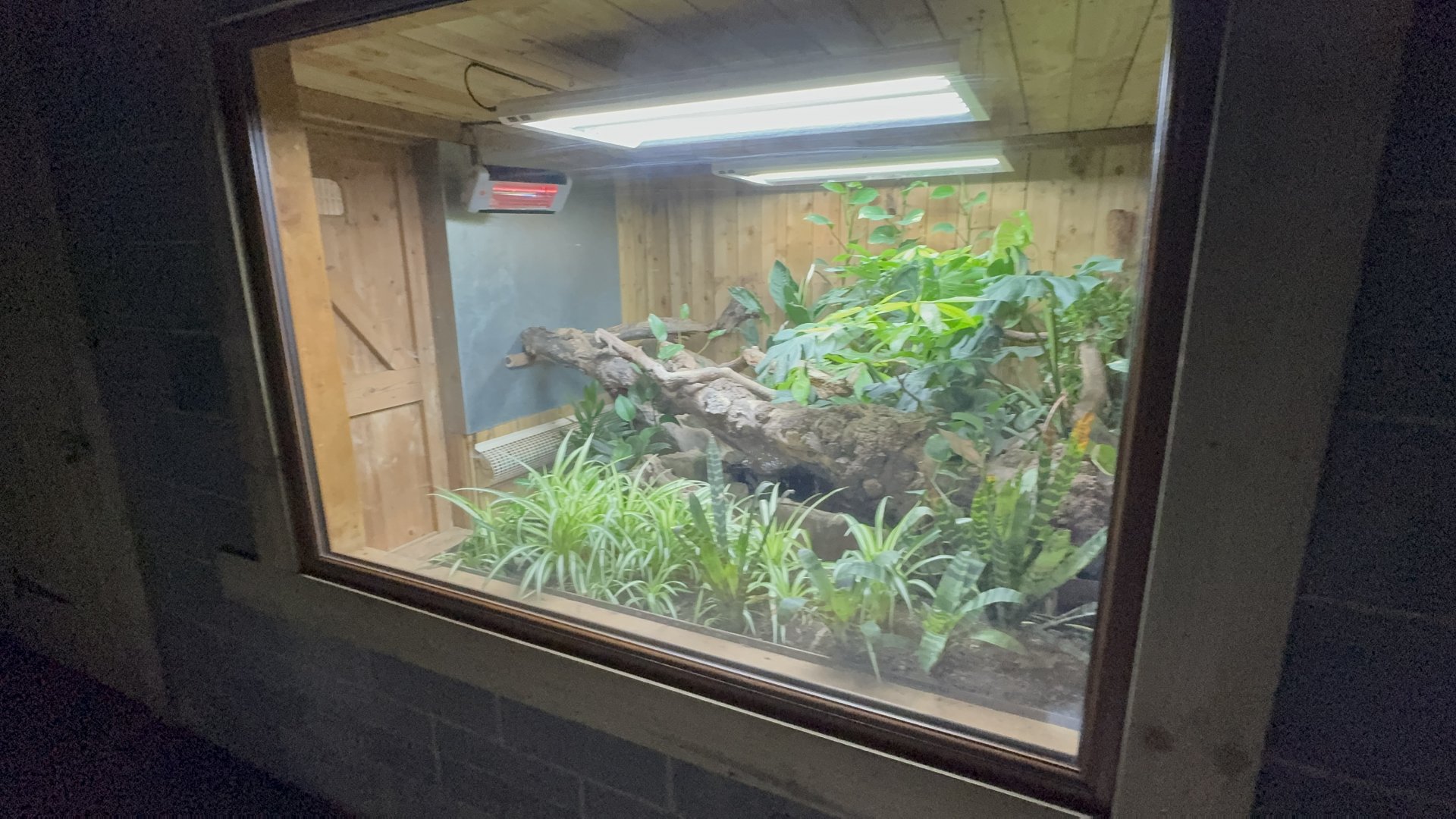 Australian Water Dragon Enclosure at Woodside Wildlife Park (May 2024)