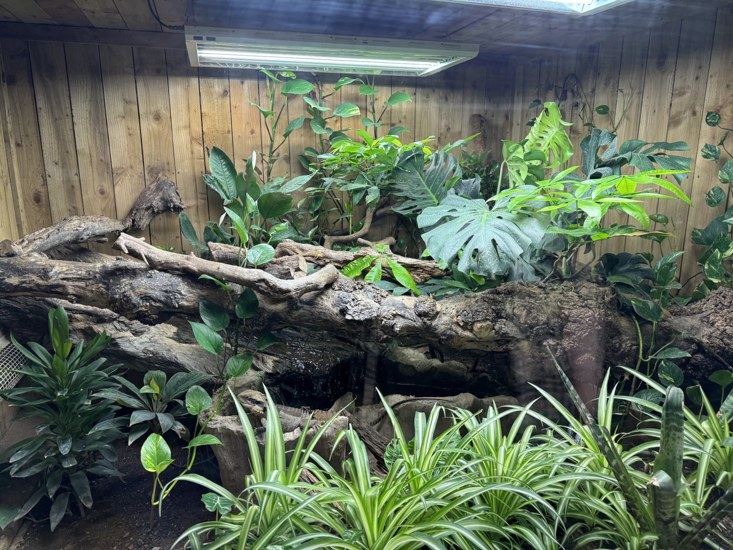 Australian Water Dragon Enclosure at Woodside Wildlife Park (May 2024)