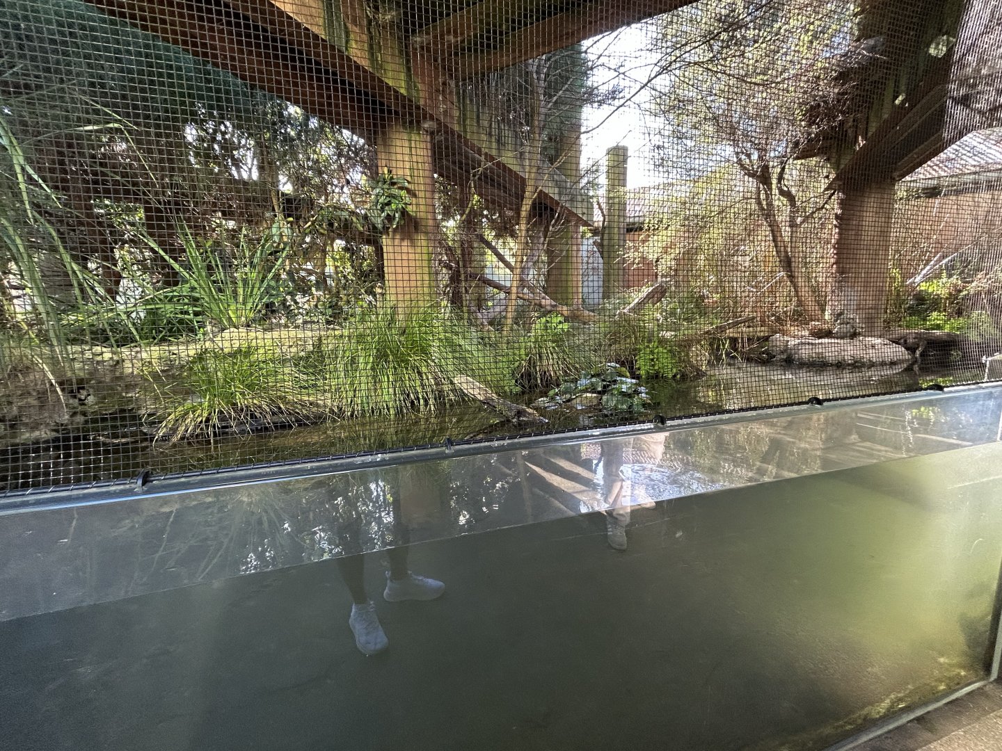 Australian Water Dragon Exhibit - Australian Bush Track