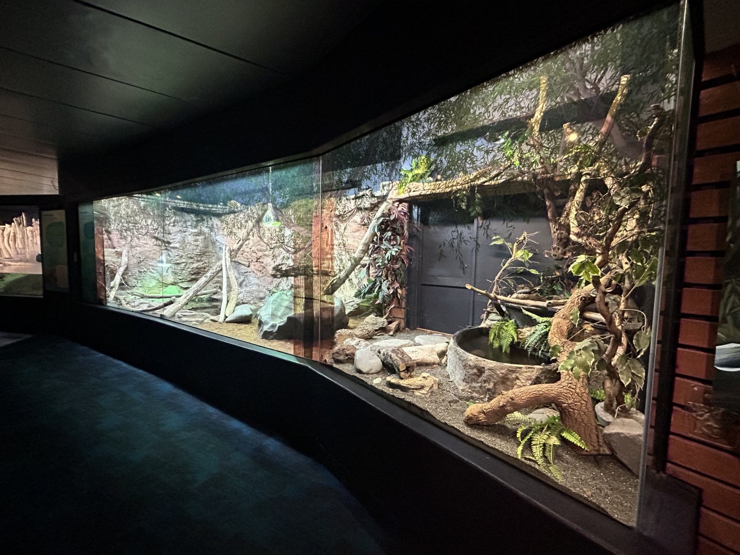 Australian Water Dragon Exhibit