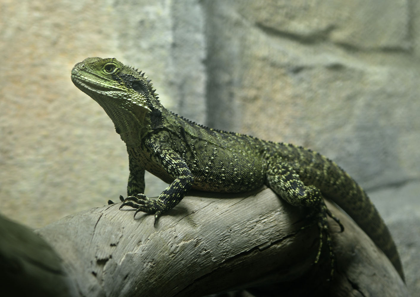 Australian water dragon, female
