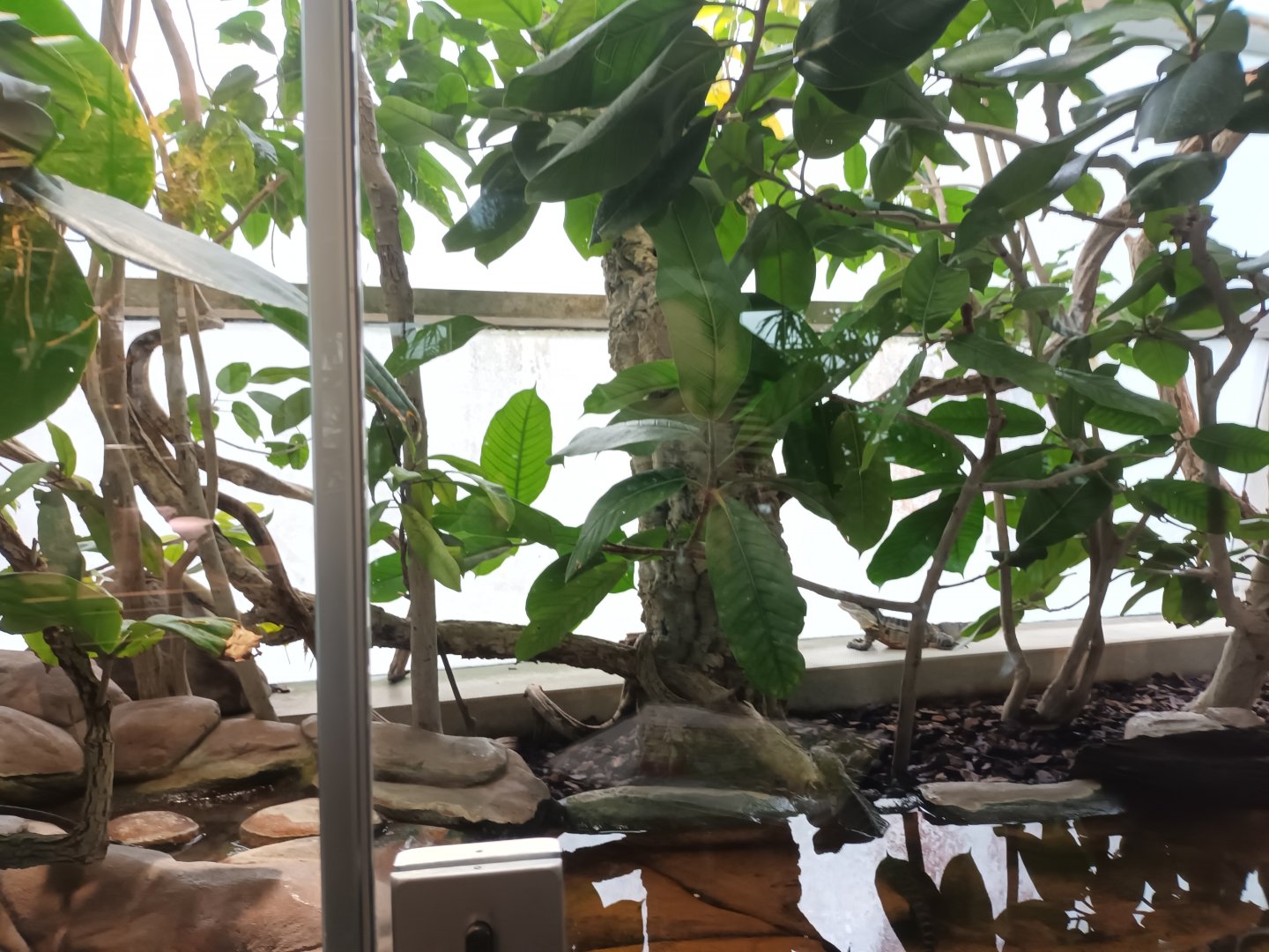 Australian Water Dragon Habitat