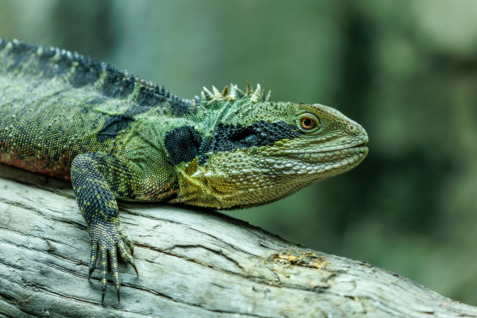 Australian Water Dragon  / Hamerton / 20-4-22