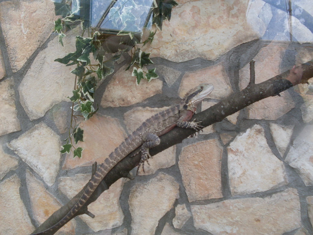 Australian water dragon in Green Pyramid
