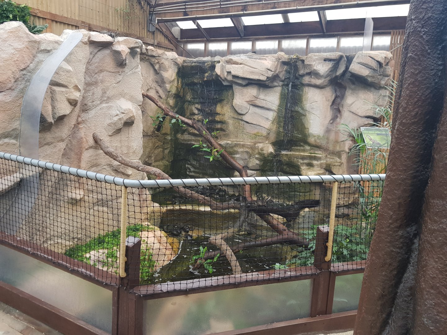 Australian Water Dragon(Intellagama lesueurii) Enclosure