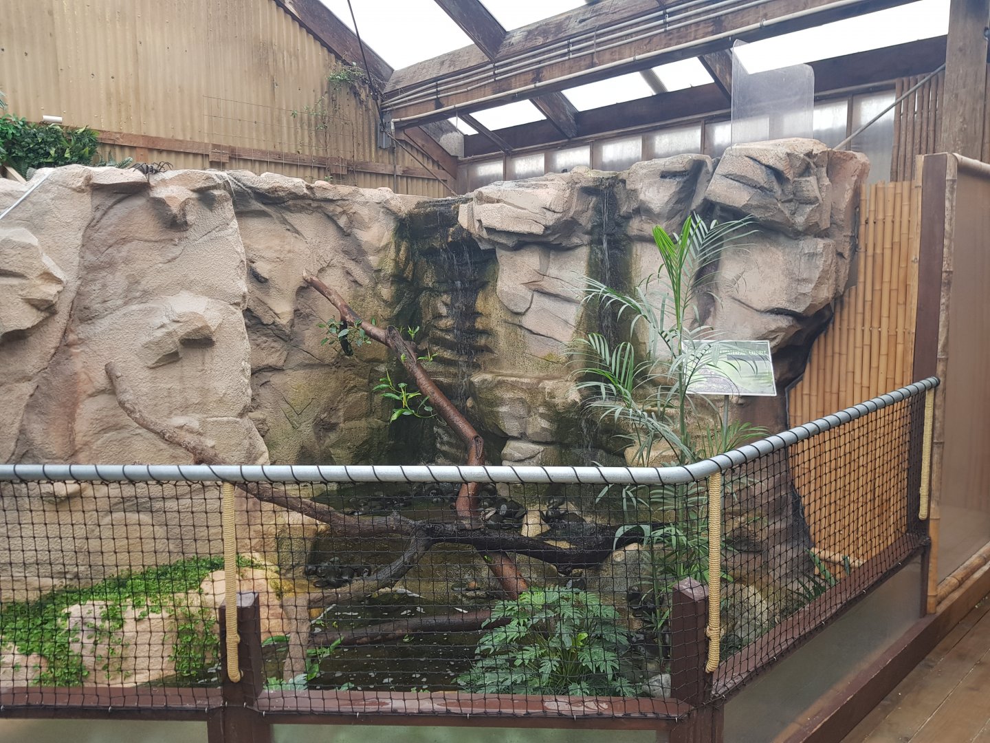 Australian Water Dragon(Intellagama lesueurii) Enclosure