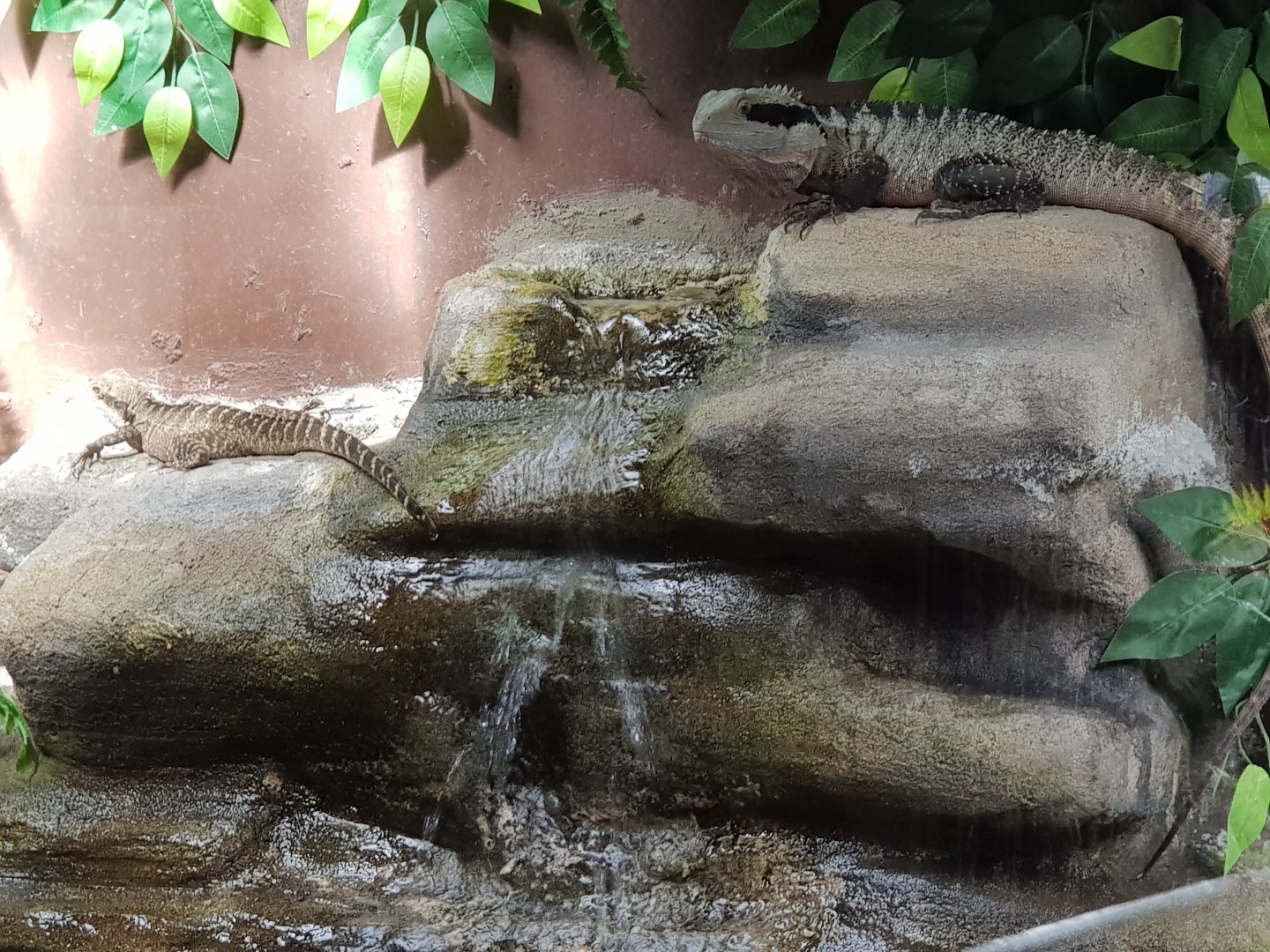 Australian Water Dragon(Intellagama lesueurii)