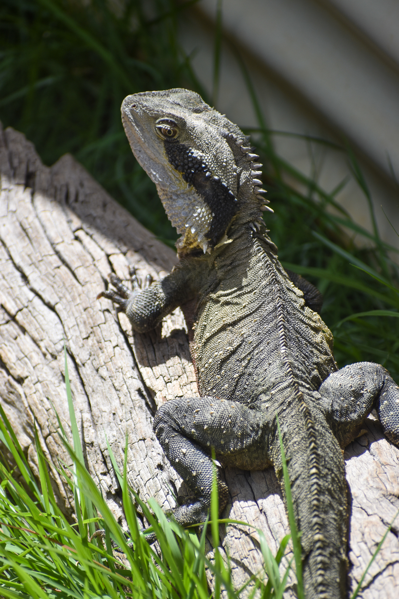 Australian Water Dragon (Intellagama lesueurii)