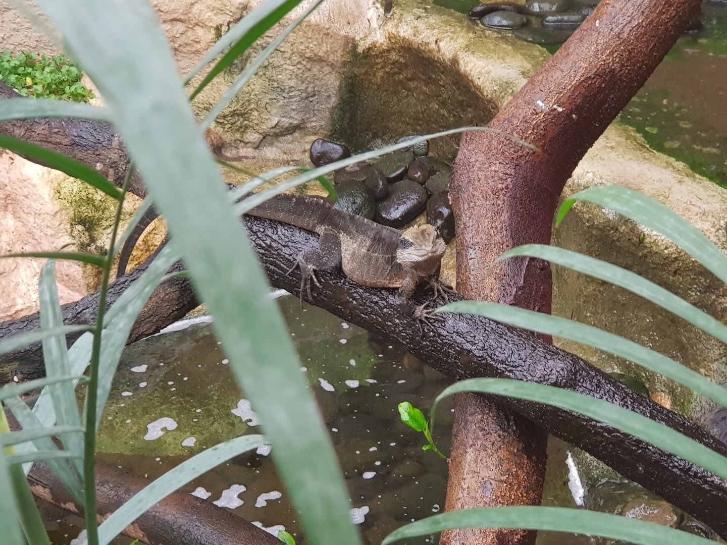 Australian Water Dragon(Intellagama lesueurii)