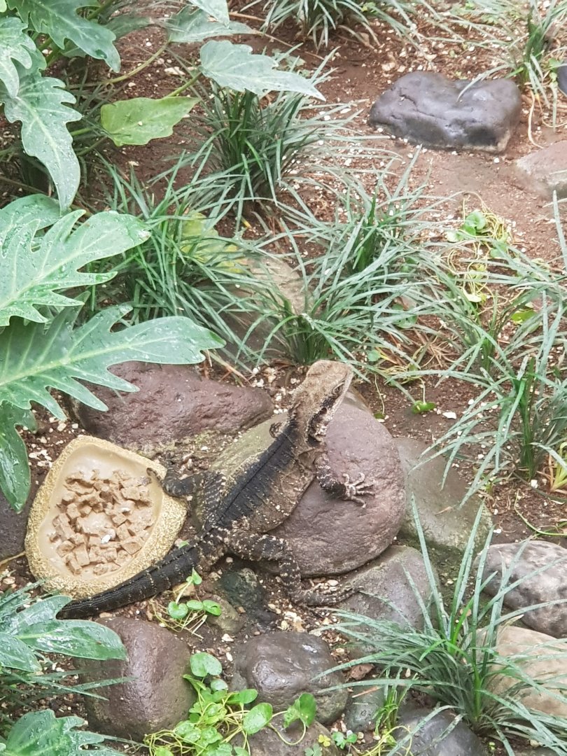 Australian Water Dragon(Intellagama lesueurii)