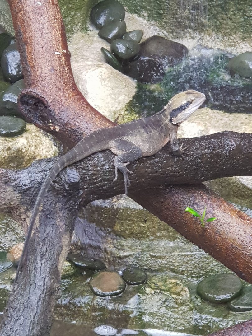 Australian Water Dragon(Intellagama lesueurii)