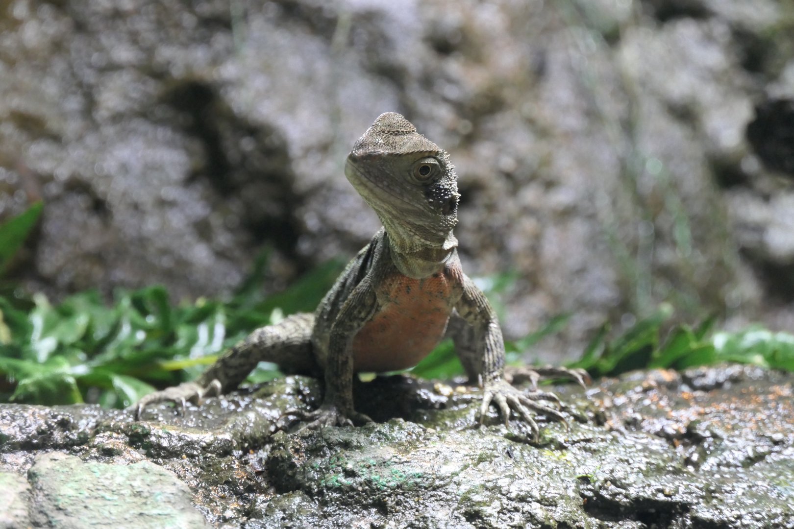 Australian Water Dragon (Intellagama lesueurii)