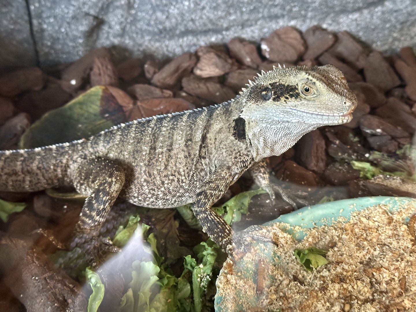 Australian water dragon (Intellagama lesueurii)