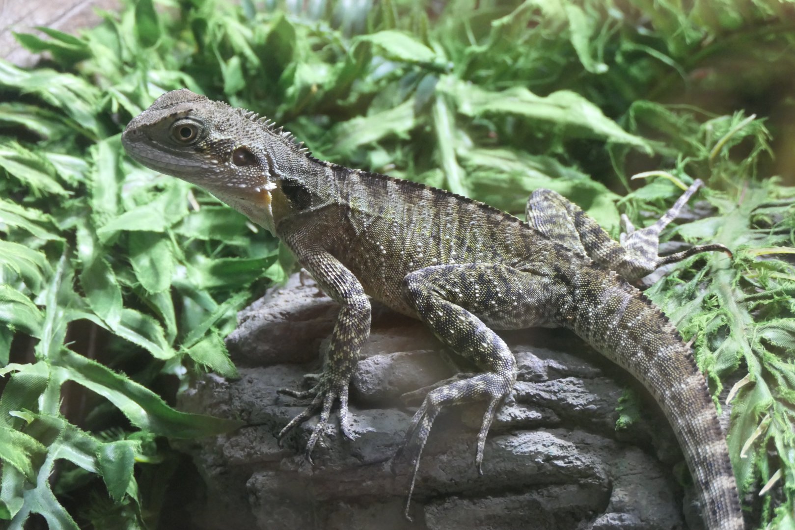 Australian Water Dragon (Intellagama leusuerii)
