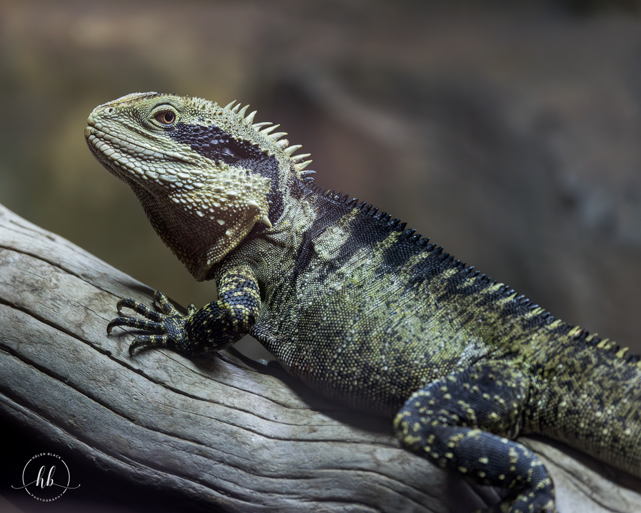 Australian Water Dragon (m) / Hamerton / 26-3-24