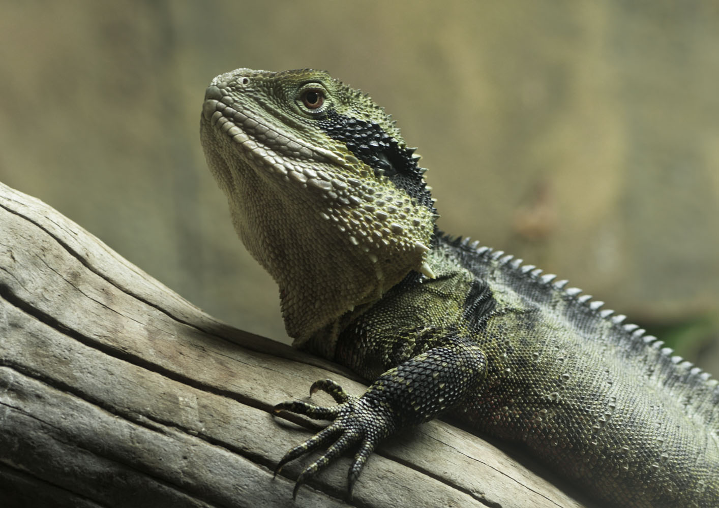 Australian water dragon, male