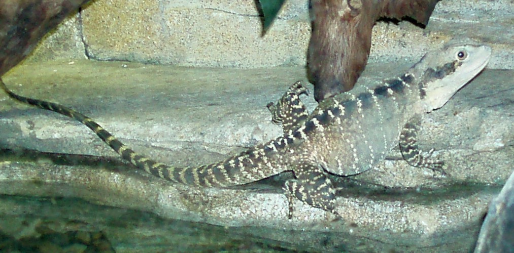 Australian Water Dragon (Physignathus lesueurii)