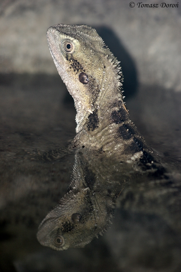 Australian Water Dragon (Physignathus lesueurii)