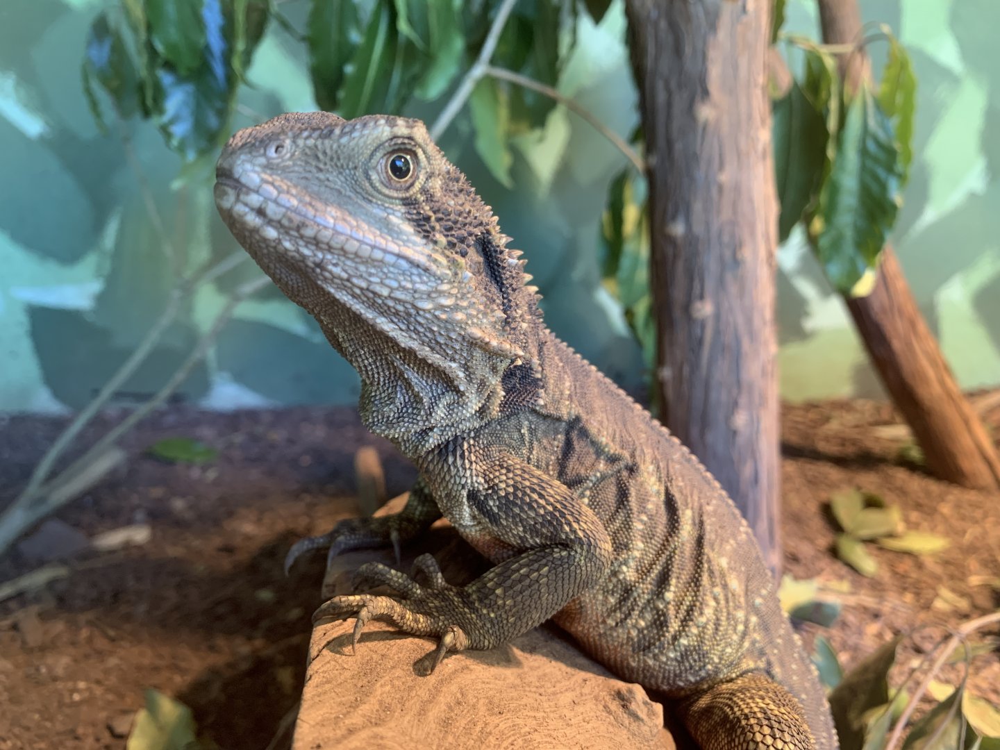 Australian Water Dragon (Potoroo Palace)