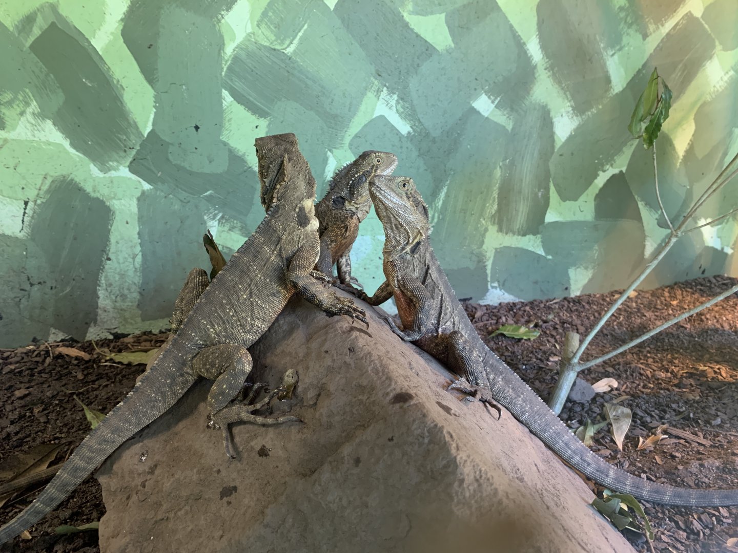 Australian Water Dragon (Potoroo Palace)