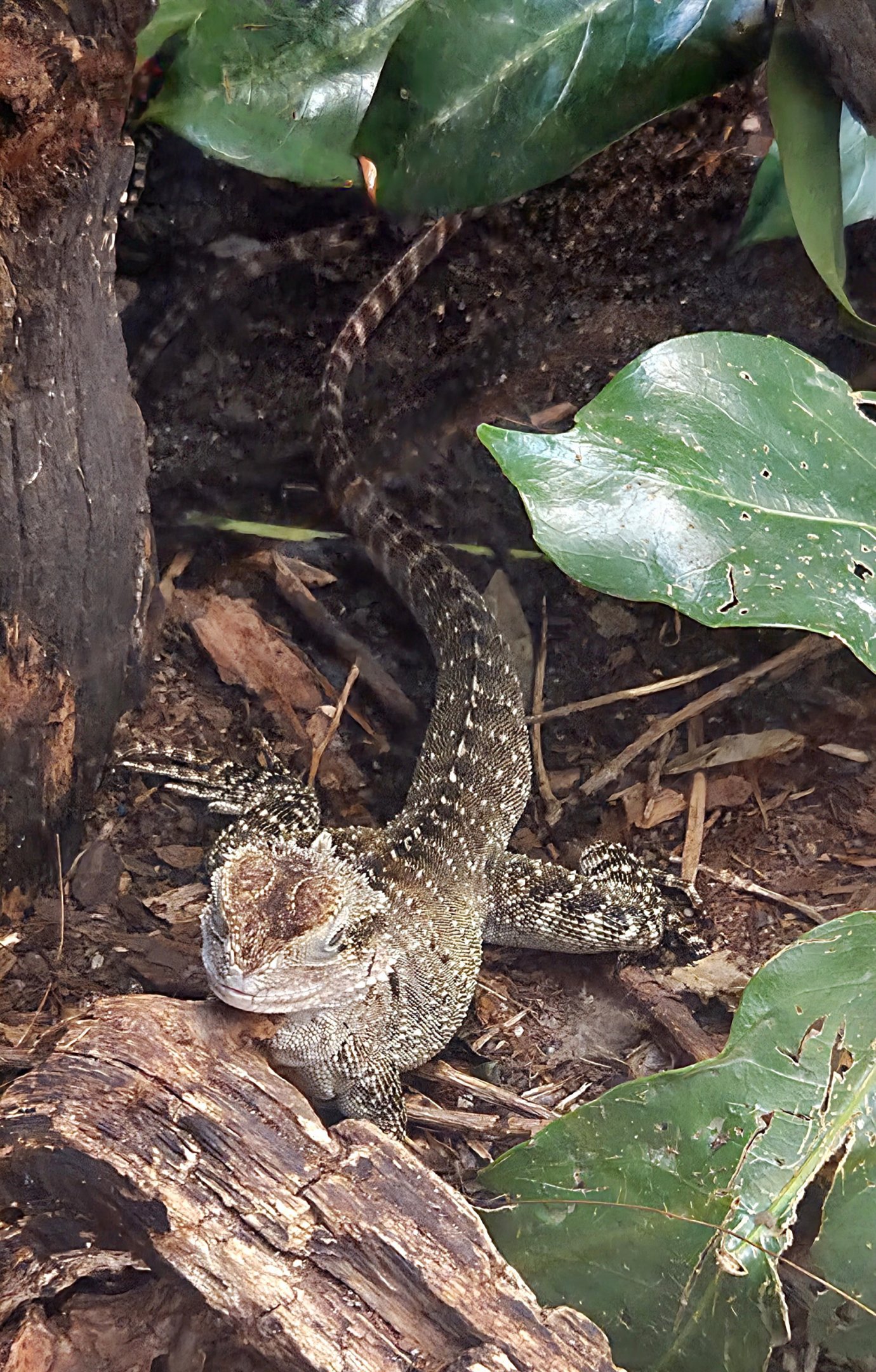 Australian Water Dragon - Reptile Gardens