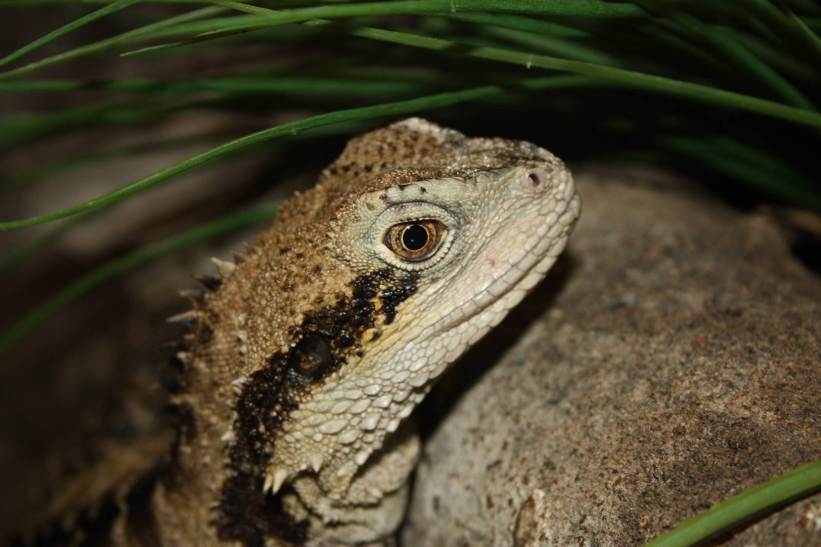Australian water dragon