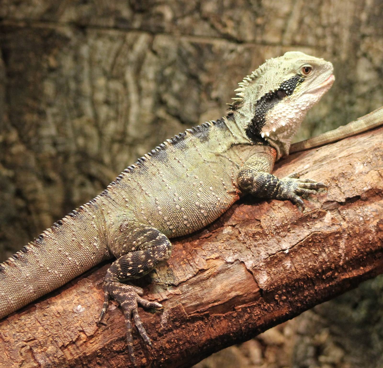 Australian water dragon
